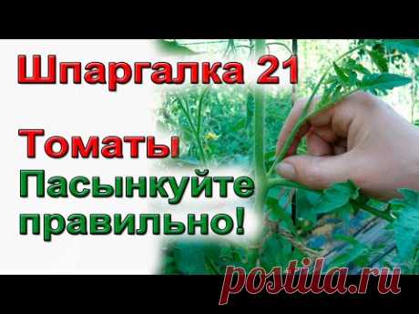 Пасынкование томатов по-взрослому.Низкорослых и высокорослых.