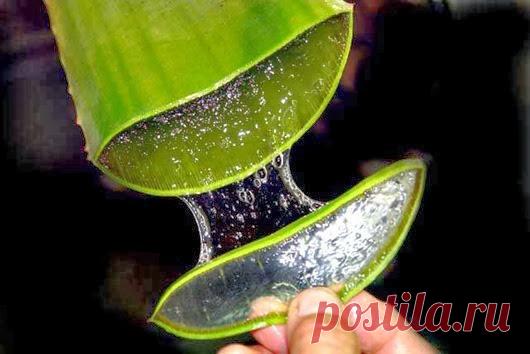 Рецепт молодости: Биостимулированный сок алоэ