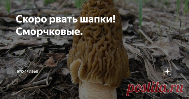 Скоро рвать шапки! Сморчковые. Весна оптимиста - полная корзина сморчков. Весна пессимиста - мешок строчкового крошева. Весна реалиста - сморчковая шапочка в липовой роще...