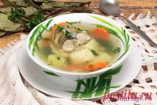 Уха из судака: рецепт с пошаговыми фото как варить уху из судака