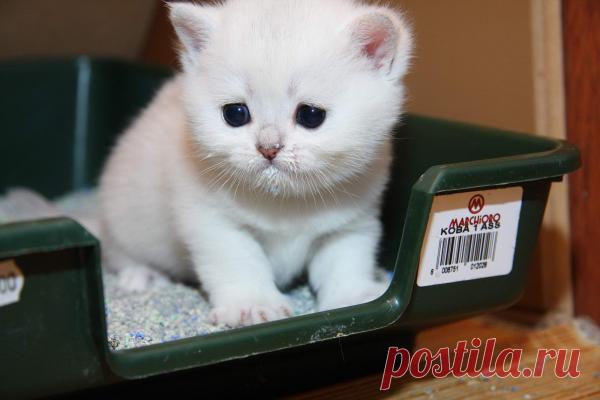 Как отучить кота метить территорию и избавиться от запаха! | ЖЕНСКИЙ МИР