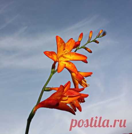 РАДОСТЬ И ЗДОРОВЬЕ
