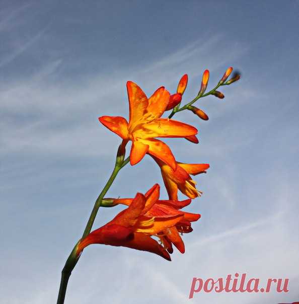 РАДОСТЬ И ЗДОРОВЬЕ
