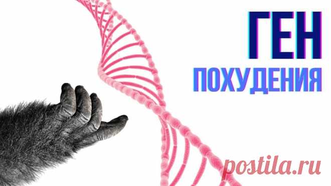 Весь мир вдруг заинтересовала тема, правда ли, что мы носим в себе ген неандертальца. Кто такие неандертальцы, как проявляется их ген похудения у нас, и как это влияет на питание и вес.

Что такое оральная зависимость - смотрите в этом видео.