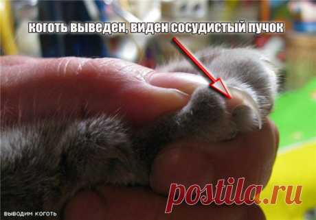 Как стричь когти кошке