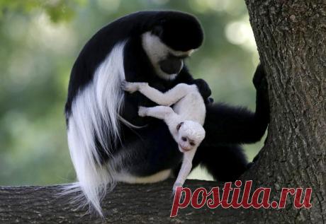 (21) Живая Земля - Публикации