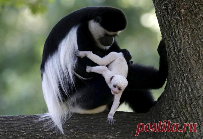 (21) Живая Земля - Публикации