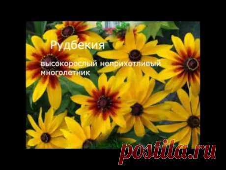 Многолетние садовые цветы, цветущие всё лето. Фото и название.