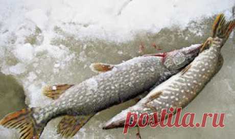 Рыбалка видео: Щука в январе – феврале