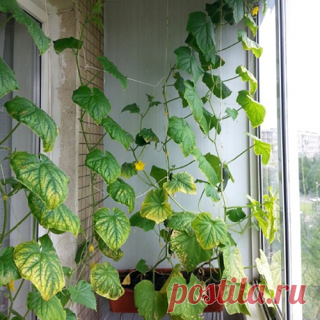 Оформление лоджии: 10 фото