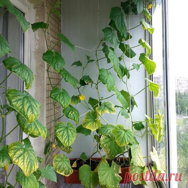 Оформление лоджии: 10 фото