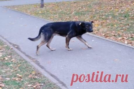 В Тольятти женщина пострадала в результате нападения собаки. Горожанка защищала ребенка от пса.