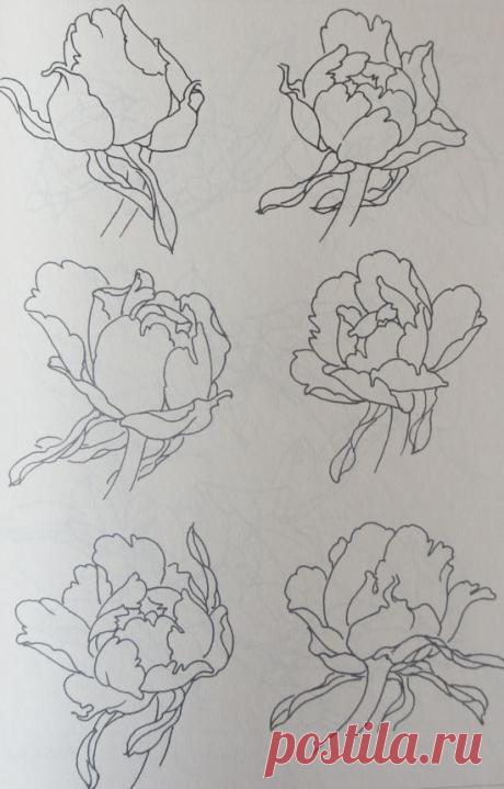 Товары для художников :: Сборник контуров для гунби "Пионы" - Галерея "Синий Феникс" - китайские картины, нефрит, лаковые шкатулки, украшения, фарфор, керамика, бронза, украшения, товары для художников