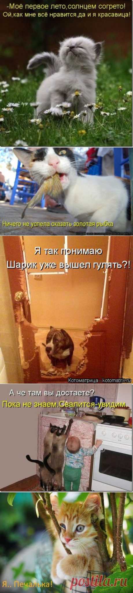 Коты- с юмором на ты.Любимая котоматрица. / Болталка / Юмор