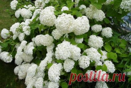 Готовим гортензию к зиме | Ваши 6 соток | Яндекс Дзен