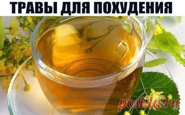 ТРАВЫ ДЛЯ ПОХУДЕНИЯ. ОМЕЛА И ЛИПА 
Как говорит Сергей Макеев, доктор народной медицины: За 5 дней сбросить 5кг веса - это не предел. 
Есть очень старый и не раз проверенный рецепт: 
Берём липу, примерно горсть и заливаем её в термосе одним литром кипятка. И пьём в течение дня когда захочется пить. То есть ничего кроме липы не пьём. Кушаем, что хотим, но умеренно. 
На другой день берём Омелу ивную. Это растение от ста заболеваний. Опять же завариваем горсть травы на один ли...