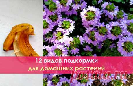 12 видов подкормки для домашних растений. Если хотите, чтобы цветы были в прекрасном состоянии всегда! Воспользуйтесь этими простыми советами, чтобы ваши любимые растения всегда радовали вас свежей зеленью и буйным цветением.