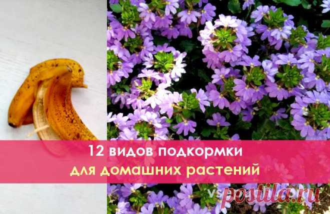 12 видов подкормки для домашних растений. Если хотите, чтобы цветы были в прекрасном состоянии всегда! Воспользуйтесь этими простыми советами, чтобы ваши любимые растения всегда радовали вас свежей зеленью и буйным цветением.