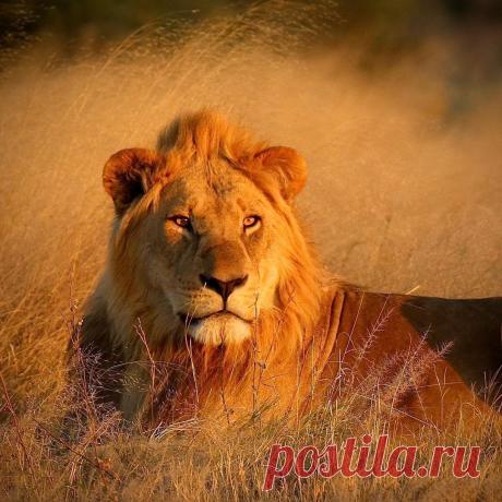 Смешная дикая природа