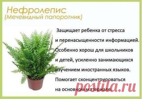 Цветы для детскoй