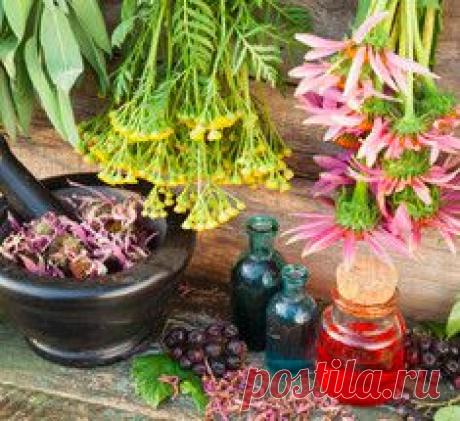 17 самых недооцененных лекарственных растений