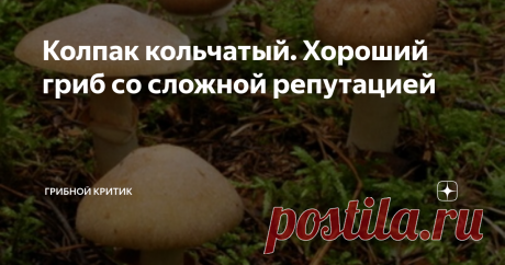Колпак кольчатый. Хороший гриб со сложной репутацией Вы не поверите, но есть грибы, которые по своей питательной ценности лишь немного уступают белым, рыжикам, груздям и подосиновикам, но далеко опережает такие популярные виды грибов, как подберёзовики, опята, сыроежки и маслята.
Среди них особое место занимает колпак кольчатый, который очень редко оказывается в корзинах грибников. Хотя он b относится к вкуснейшим съедобным грибам, а некоторые