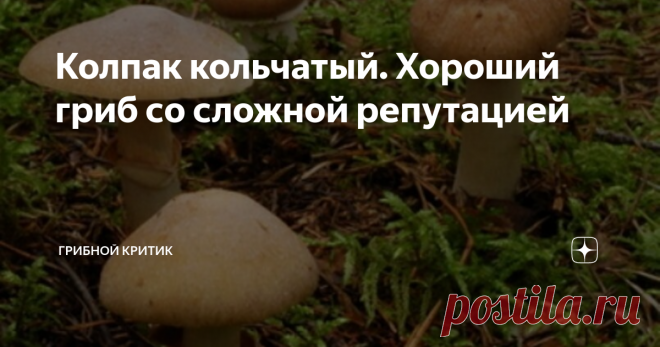 Колпак кольчатый. Хороший гриб со сложной репутацией Вы не поверите, но есть грибы, которые по своей питательной ценности лишь немного уступают белым, рыжикам, груздям и подосиновикам, но далеко опережает такие популярные виды грибов, как подберёзовики, опята, сыроежки и маслята.
Среди них особое место занимает колпак кольчатый, который очень редко оказывается в корзинах грибников. Хотя он b относится к вкуснейшим съедобным грибам, а некоторые