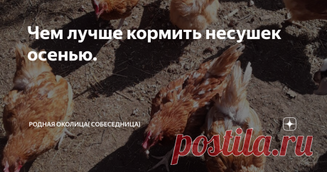 Чем лучше кормить несушек осенью. С наступлением осени у кур  начинается линька. Птица худеет, несет меньше яиц или вовсе прекращает их нести. В этот период кур следует поддержать полноценным кормлением. Кур я держу не так давно, всего пятую  зиму. И теперь уже знаю, что линька- это естественный процесс, и запускается  он у птицы с укорочением светового дня. Когда мы купили кур они долго ходили у меня  ощипанными практически до