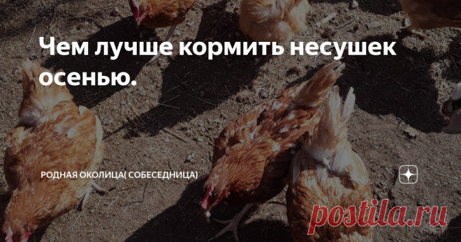 Чем лучше кормить несушек осенью. С наступлением осени у кур  начинается линька. Птица худеет, несет меньше яиц или вовсе прекращает их нести. В этот период кур следует поддержать полноценным кормлением. Кур я держу не так давно, всего пятую  зиму. И теперь уже знаю, что линька- это естественный процесс, и запускается  он у птицы с укорочением светового дня. Когда мы купили кур они долго ходили у меня  ощипанными практически до