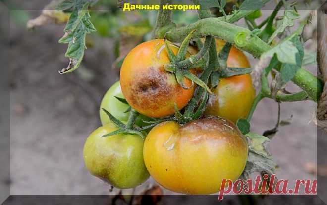 Болезни томатов, вершинная гниль, растрескивание плодов: основные проблемы при выращивании томатов | Дачные истории | Яндекс Дзен