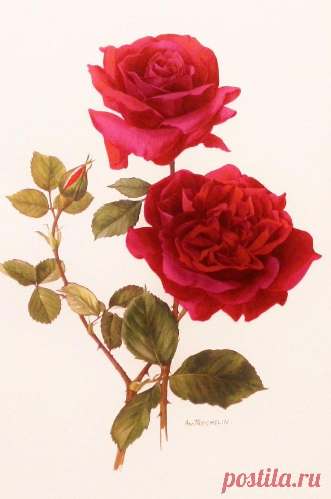 Botanical Print, Hadley Rose Print, 1960s Rose Decor to Frame, Botanical…