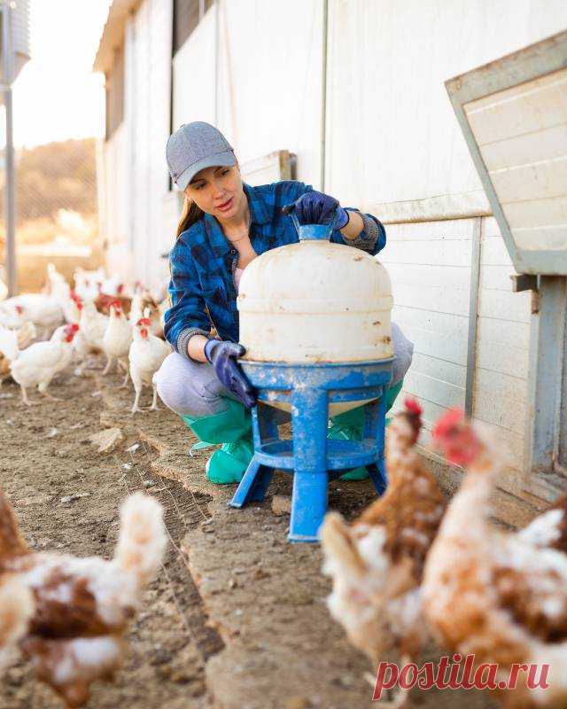 Полезный лайфхак для селян: что добавить в поилку для кур зимой, чтобы они лучше неслись и не болели — Гармония в тебе