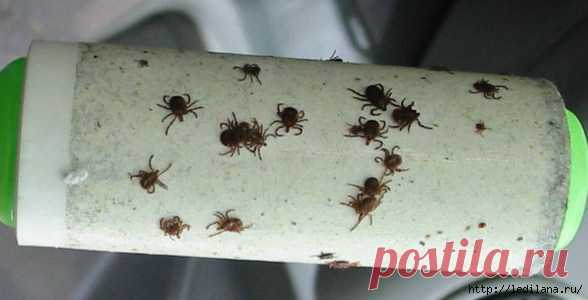 Как уберечь себя от клещей