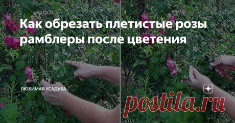 Как обрезать плетистые розы рамблеры после цветения Плетистые розы можно условно разделить на две большие группы . Первая -  розы, которые цветут один раз  в сезоне. Вторая - розы , которые после первого весеннего цветения, после небольшого перерыва, дают повторное цветение.
клаймбреры - розы, цветущие 2 раза за сезон
После цветения и те и другие розы нуждаются в летней  обрезке.
Сегодня мы с вами поговорим об обрезке роз,  которые цветут один раз