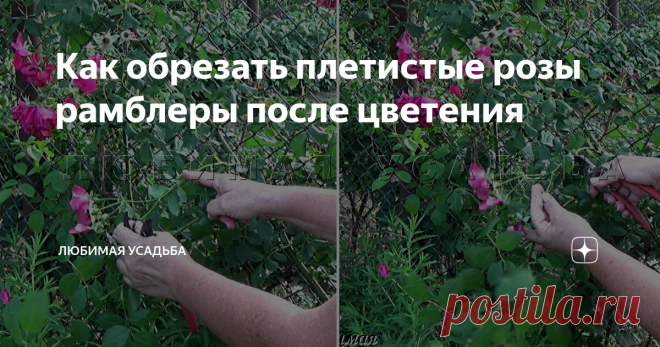 Как обрезать плетистые розы рамблеры после цветения Плетистые розы можно условно разделить на две большие группы . Первая -  розы, которые цветут один раз  в сезоне. Вторая - розы , которые после первого весеннего цветения, после небольшого перерыва, дают повторное цветение.
клаймбреры - розы, цветущие 2 раза за сезон
После цветения и те и другие розы нуждаются в летней  обрезке.
Сегодня мы с вами поговорим об обрезке роз,  которые цветут один раз