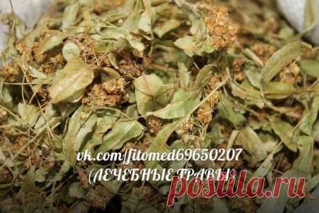 ЛЕЧЕБНЫЕ ТРАВЫ- Лечение народной медициной | ЗОЖ