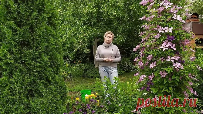 Подкормки для шикарного цветения гортензии