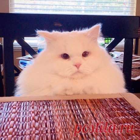 Фотографии которые дают понять, что значит жить с котом
