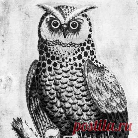 Isaac Spackman, Great Hooded Owl ca. 1700 #owl #biancoenero #civetta #noiretblanc #winterantiquesshow #blancoynegro #parkavenuearmory #parkavenue #blackandwhite #arte #isaacspackman #newyork #city #bird #uccello #oiseau #pajaro #ньюйорк #stare #птица #сова #feathers #plume #penne #instaart #artstagram #instaartist #manhattan #style #stile