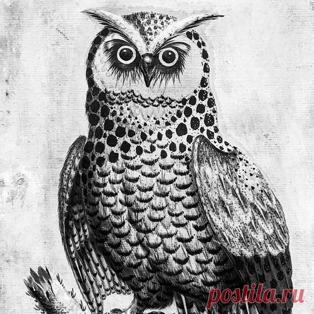 Isaac Spackman, Great Hooded Owl ca. 1700 #owl #biancoenero #civetta #noiretblanc #winterantiquesshow #blancoynegro #parkavenuearmory #parkavenue #blackandwhite #arte #isaacspackman #newyork #city #bird #uccello #oiseau #pajaro #ньюйорк #stare #птица #сова #feathers #plume #penne #instaart #artstagram #instaartist #manhattan #style #stile