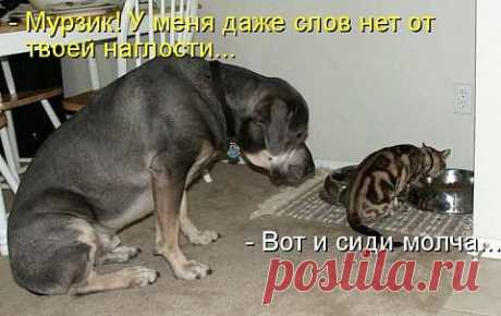 НАГЛОСТЬ ВТОРОЕ СЧАСТЬЕ...