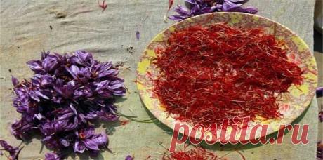 Шафран - применение | Секреты красоты и здоровья