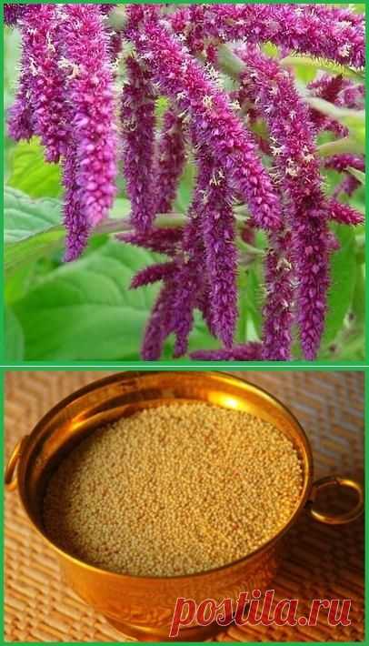 Амарант - второй хлеб. рецепты