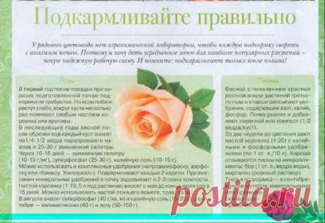 Не забывайте правильно подкармливать цветы