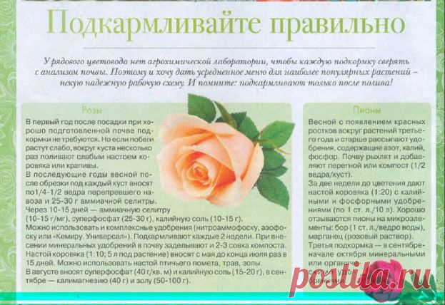 Не забывайте правильно подкармливать цветы