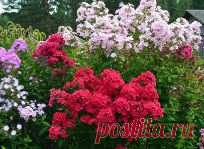 Размножение флоксов зелеными черенками » Все для дачи