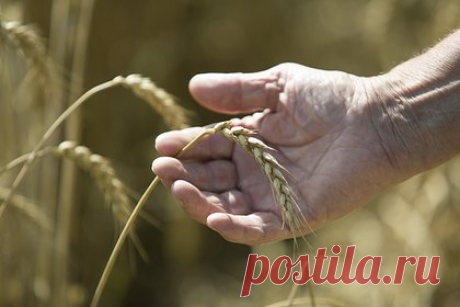 ЕС отреагировал на приостановку зерновой сделки Россией. Верховный представитель Европейского союза (ЕС) отреагировал на приостановку зерновой сделки Россией. Объединение также пообещало продолжить работу с пострадавшими странами-партнерами в рамках комплексных мер реагирования «Команды Европы», чтобы решить проблему нехватки продовольствия в мире.