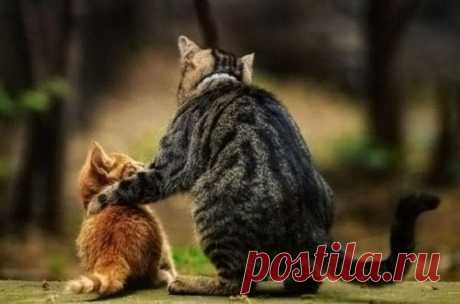 27 «почему» о котах!)