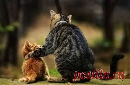 27 «почему» о котах!)