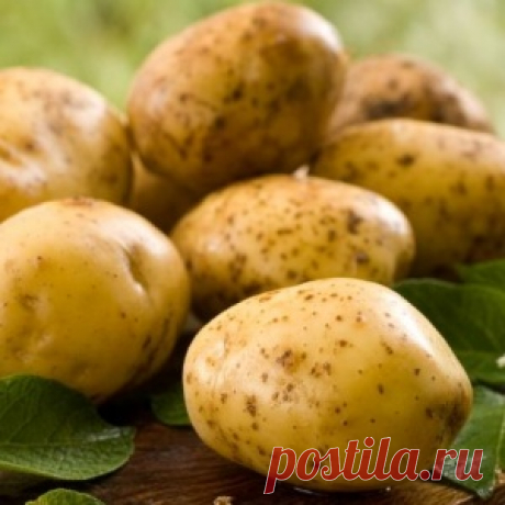 ВСЕ ДЕЛО В КРАХМАЛЕ: КАКОЙ КАРТОФЕЛЬ МОЖНО ЖАРИТЬ, А КАКОЙ-ВАРИТЬ